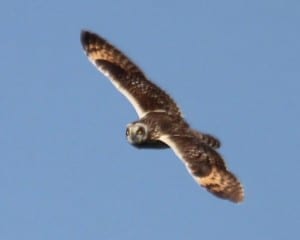 Short-eared Owl - in flight