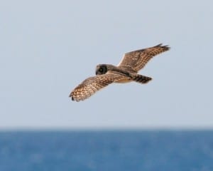Short-eared Owl (Caribbean race) in flight
