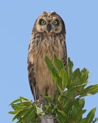 Short-eared Owl (Caribbean race)