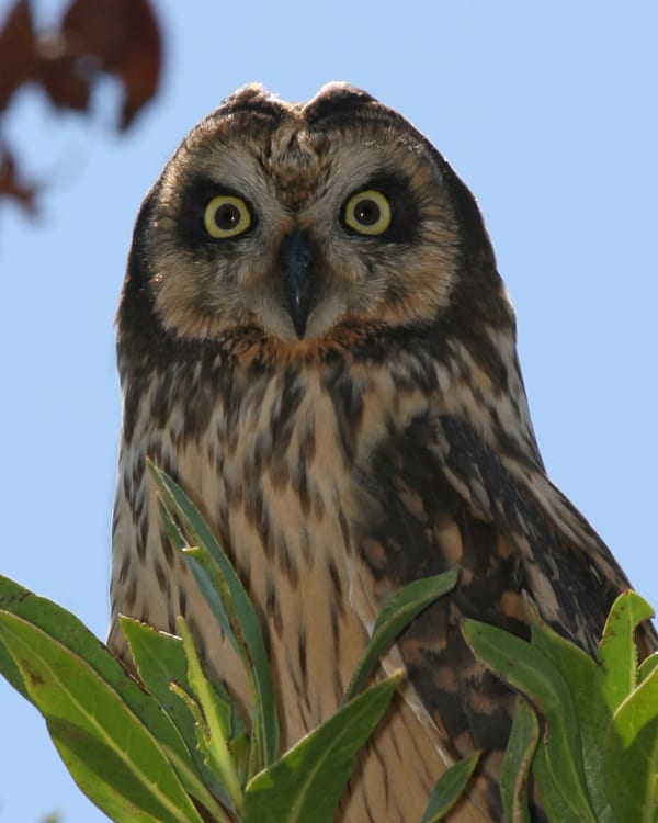 Short-eared Owl (Caribbean race)
