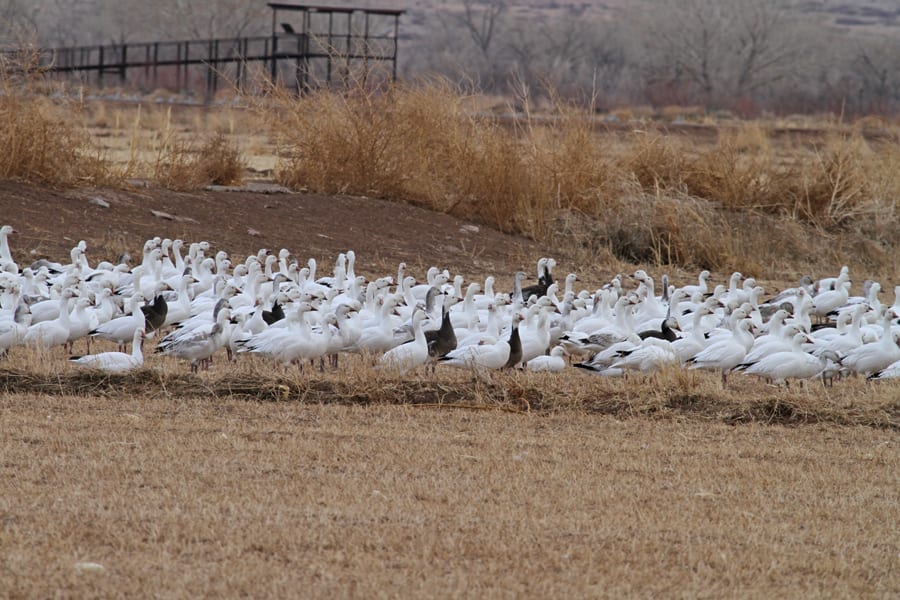 Snow Geese and Ross's Geese mixed flock