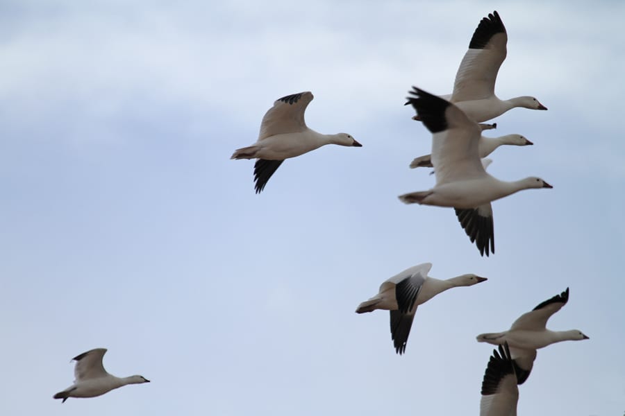 Snow Geese and Ross's Geese in flight