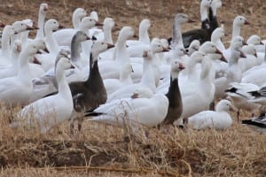 Snow Geese and Ross's Geese