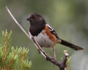 Spotted Towhee - female