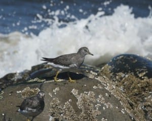 Surfbird - basic plumage
