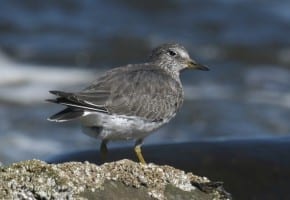 Surfbird - basic plumage