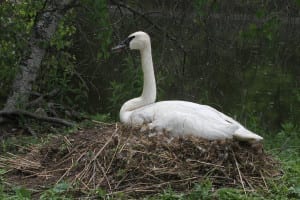 Trumpeter Swan on nest