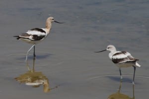 American Avocets - juvenile with adult