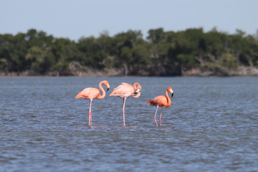 American Flamingos