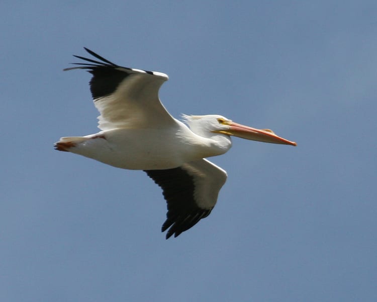 American White Pelicans in flight