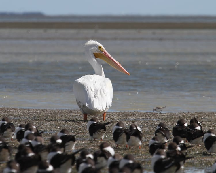 American White Pelican with Black Skimmers