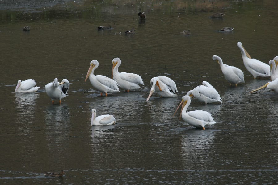 American White Pelican - flock