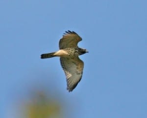 Broad-winged-Hawk in flight