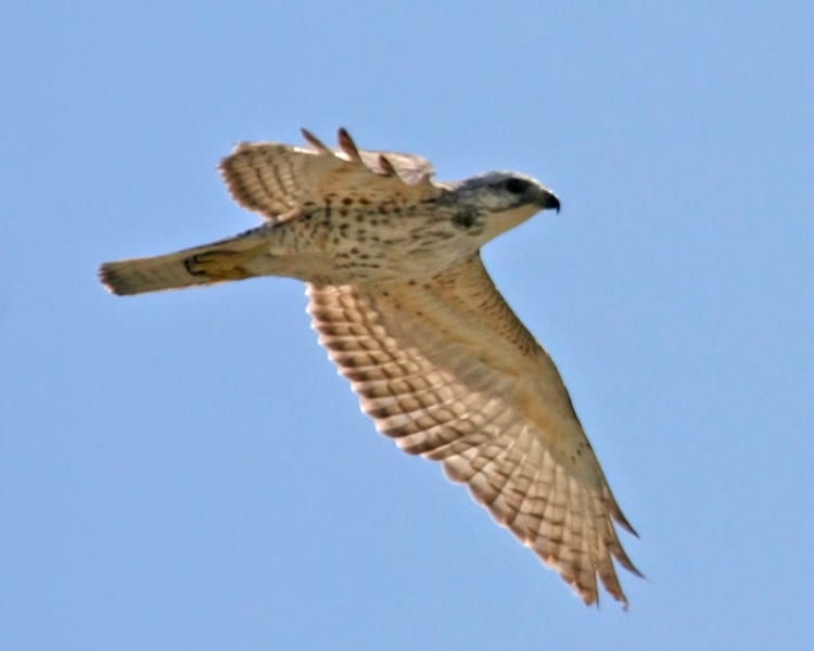 Broad-winged-Hawk - juvenile in flight