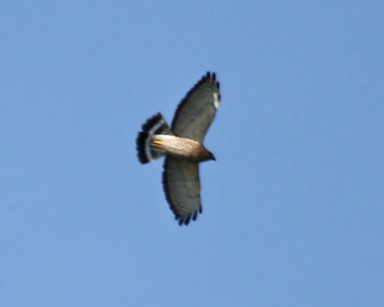 Broad-winged-Hawk in flight