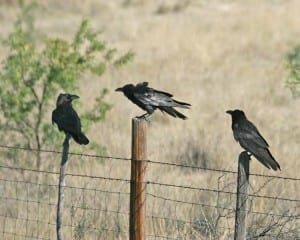 Chihuahuan Ravens