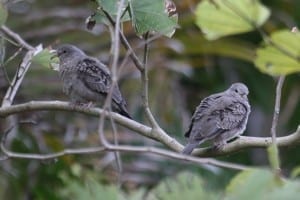 Common Ground-Doves - immature