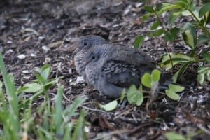Common Ground-Doves - immature