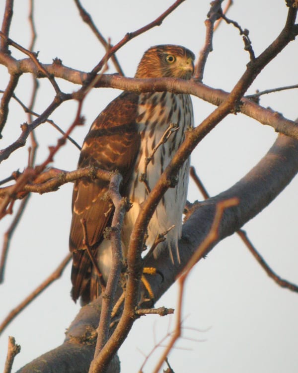 Cooper's Hawk - juvenile