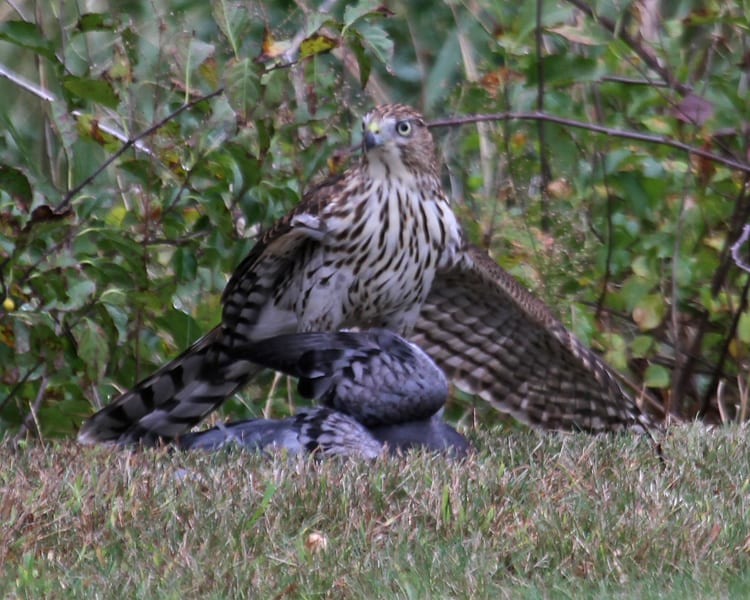 Cooper's Hawk - juvenile with freshly killed Rock Pigeon