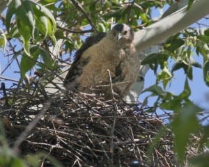 Cooper's Hawk on nest