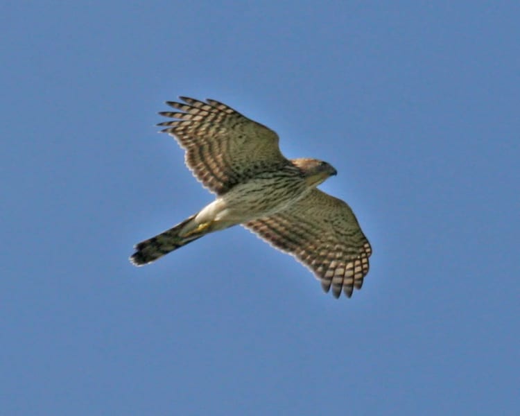 Cooper's Hawk - juvenile in flight