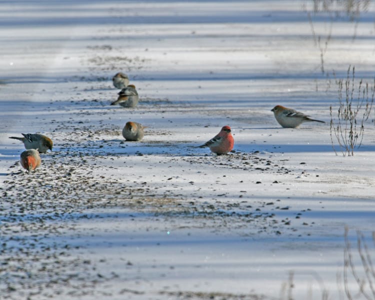 Pine Grosbeak - flock
