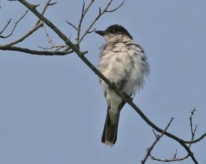 Eastern Kingbird juvenile