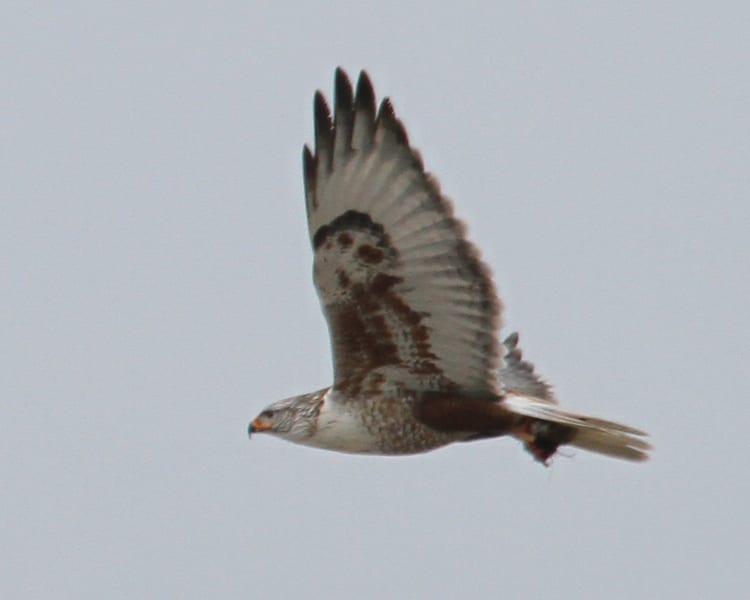 Ferruginous-Hawk in flight