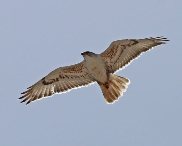 Ferruginous-Hawk in flight
