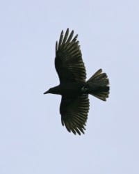 Fish Crow in flight