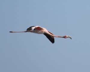 American Flamingo in flight