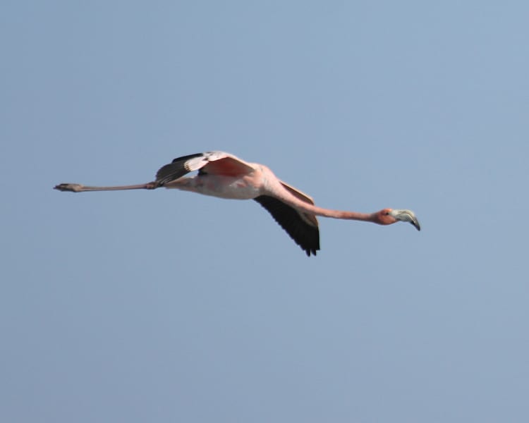 American Flamingo in flight