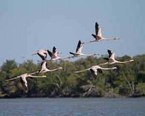 American Flamingos in flight