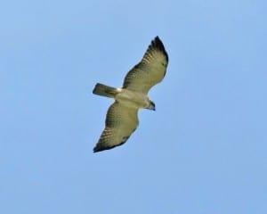 Short-tailed-Hawk - light morph in flight