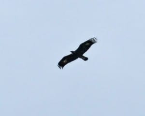 Golden Eagle - juvenile in flight