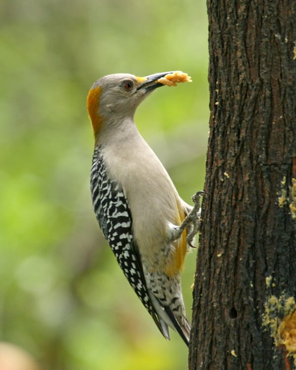 Golden-fronted Woodpecker - female