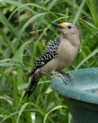 Golden-fronted Woodpecker - female