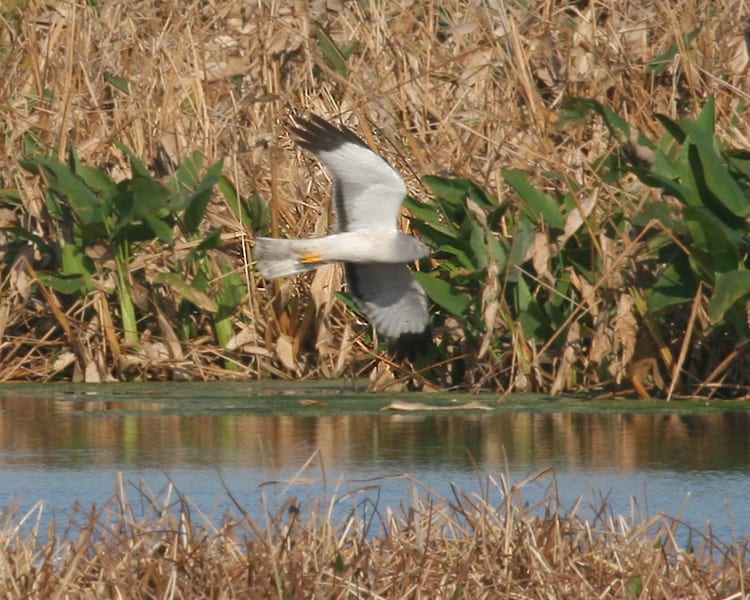 Northern-Harrier - male "Gray Ghost"