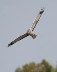 Northern-Harrier - male "Gray Ghost" in flight