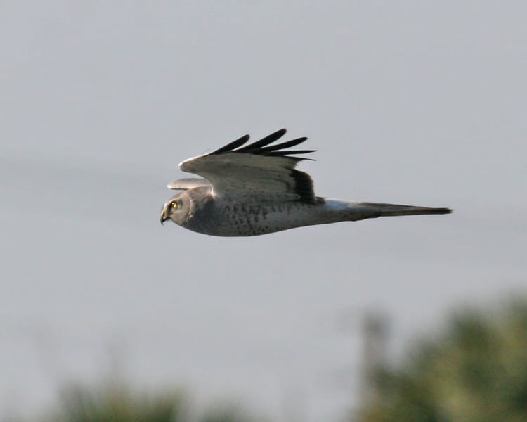 Northern Harrier - male "Gray Ghost" in flight