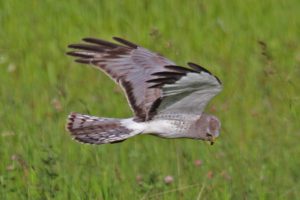 Northern-Harrier - male "Gray Ghost" in flight
