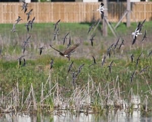 Northern-Harrier - juvenile terrorizing Long-billed Dowitchers and American Avocets