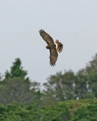 Northern Harrier- juvenile in flight