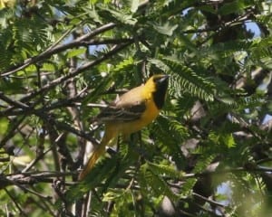 Hooded Oriole first-year male
