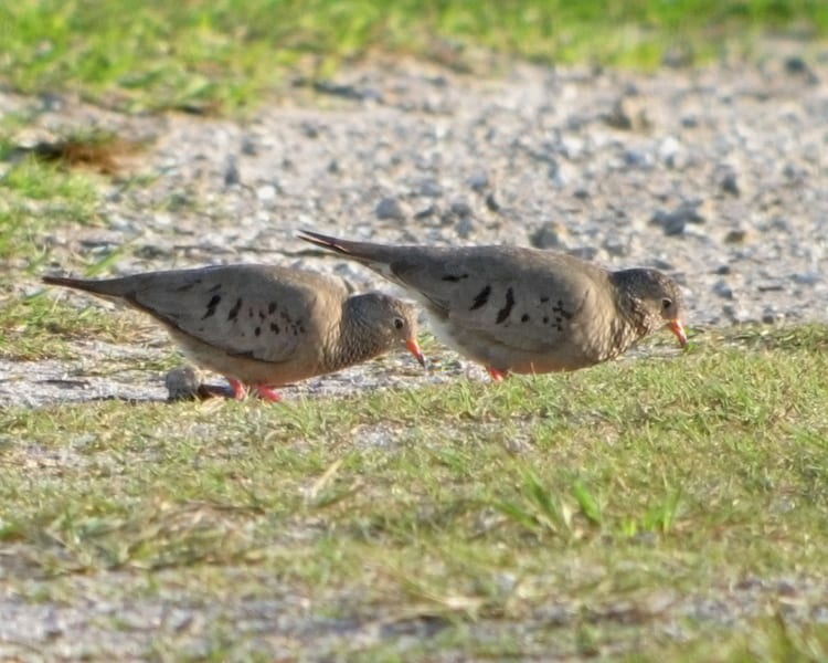 Common Ground-Dove - pair