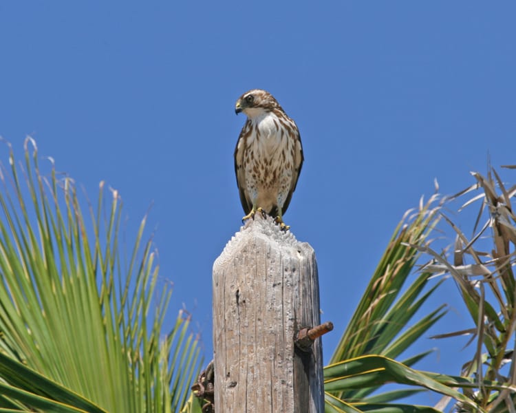 Broad-winged-Hawk - juvenile