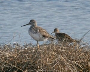 Pectoral Sandpiper - with Greater Yellowlegs for size comparison