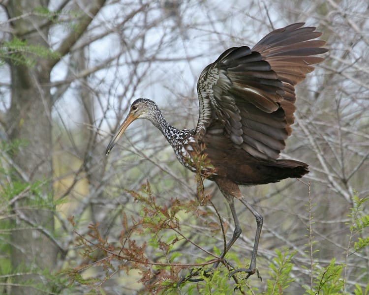 Limpkin with spread wings
