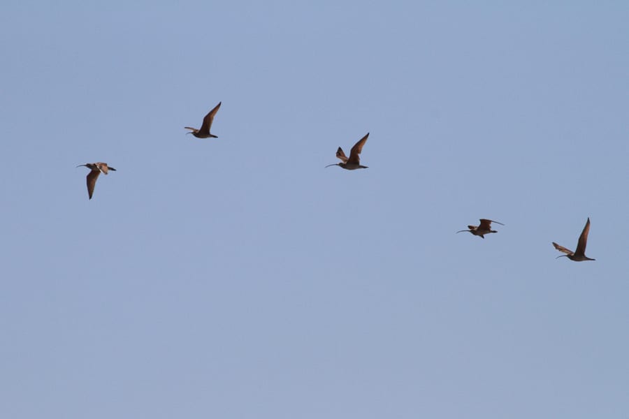 Long-billed Curlews